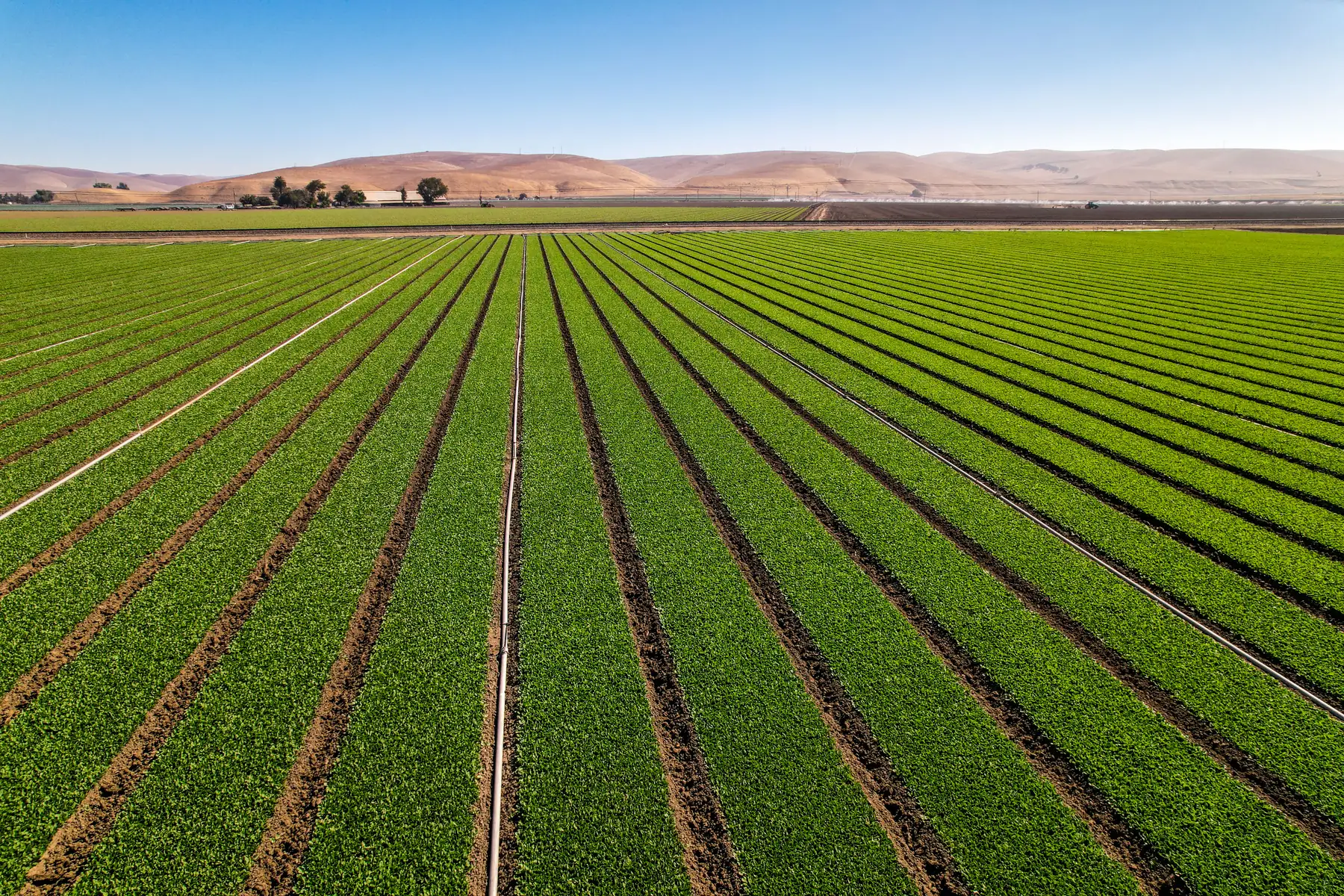 Rows of young lettuce below rolling hills