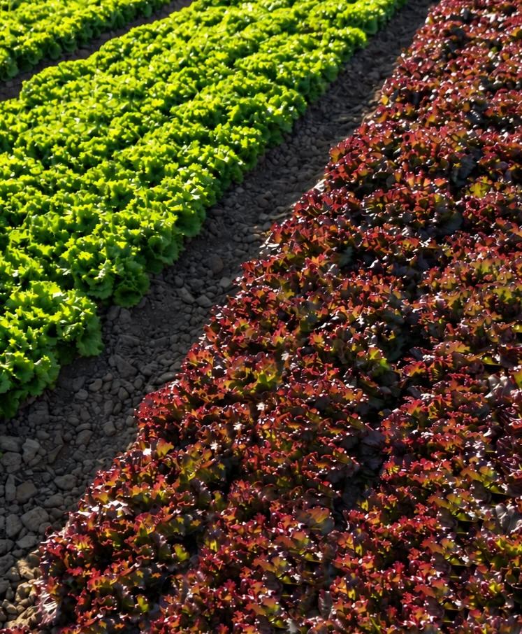 Rows of green and red lettuce under a wide sky