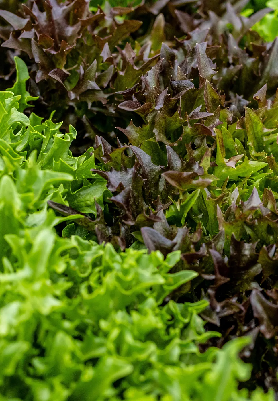 Red and green leaf lettuce growing in the field