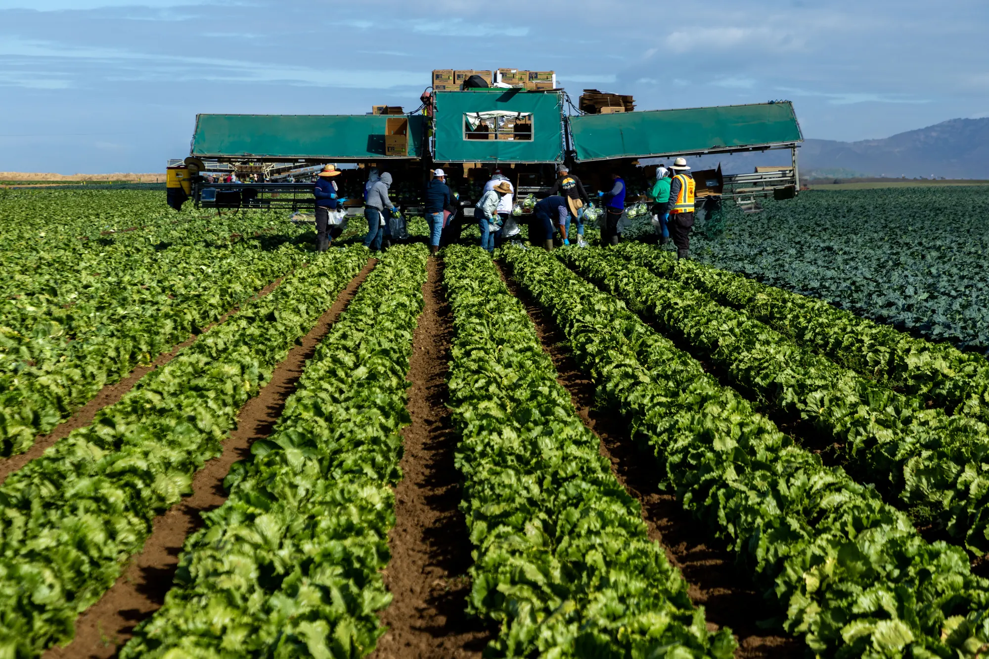 Crew harvesting lettuce in the field