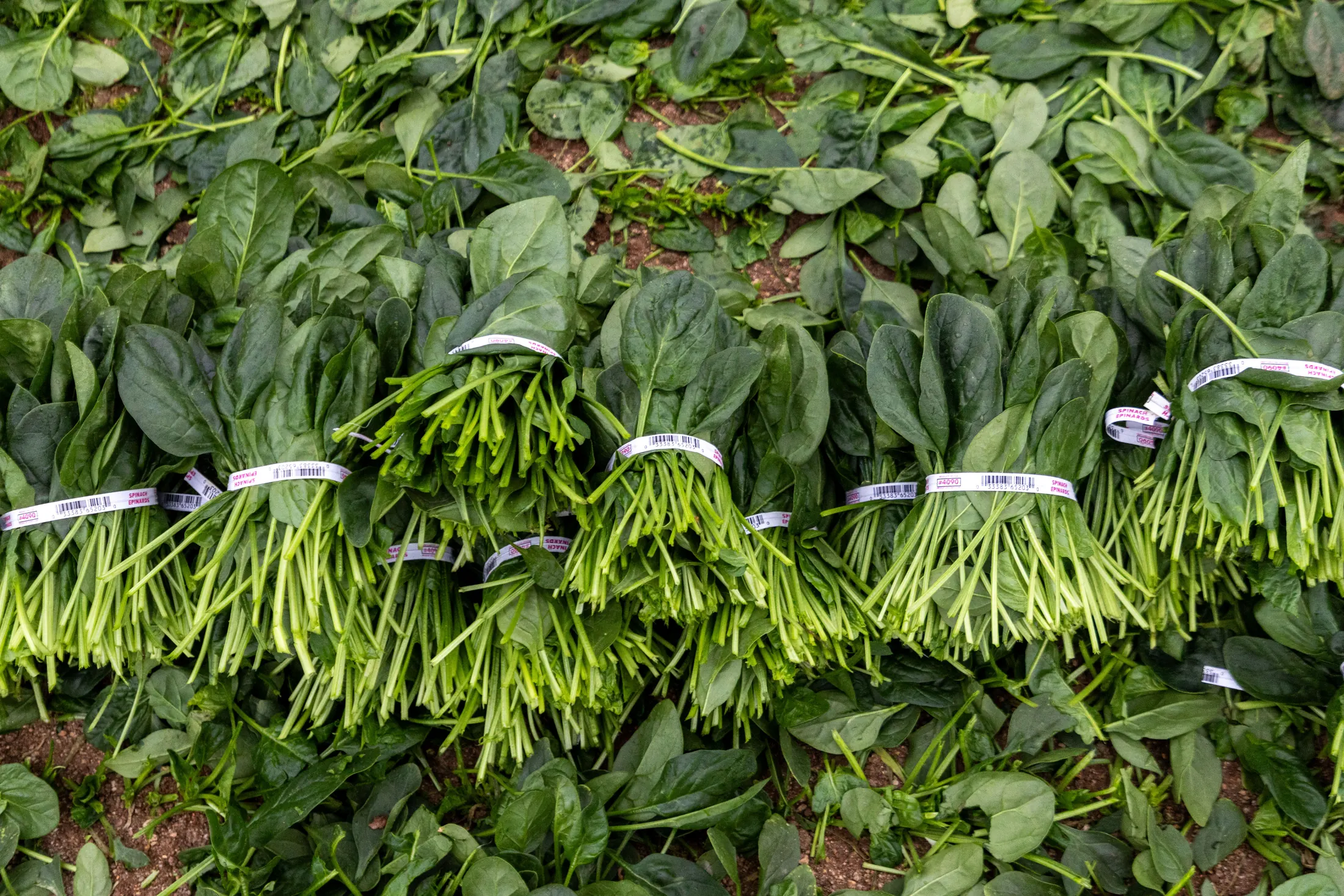 Bagged spinach