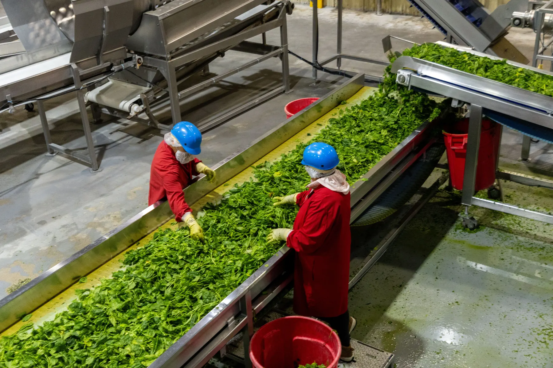 Team members sorting leafy greens on a processing line