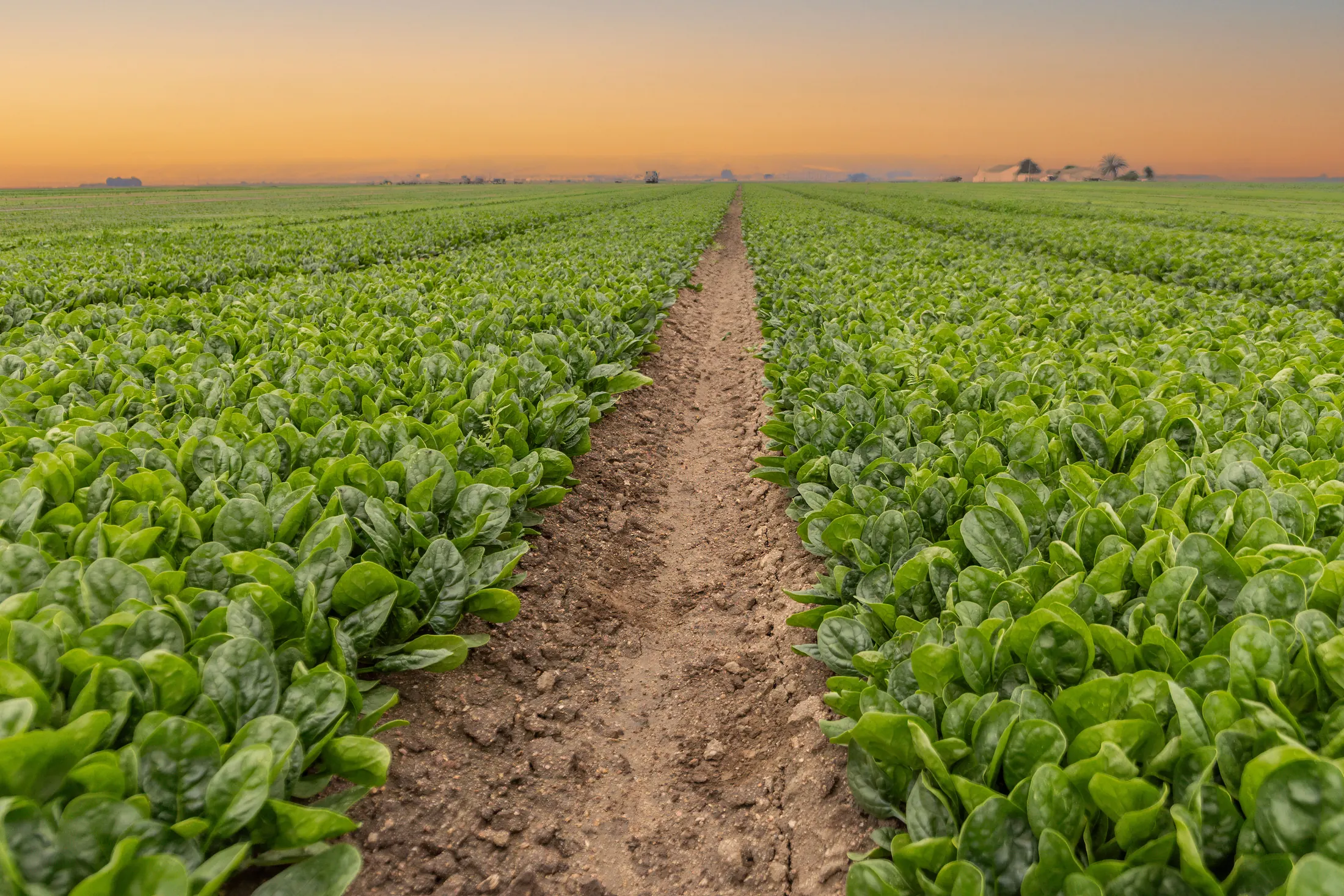 Rows of leafy greens at sunset