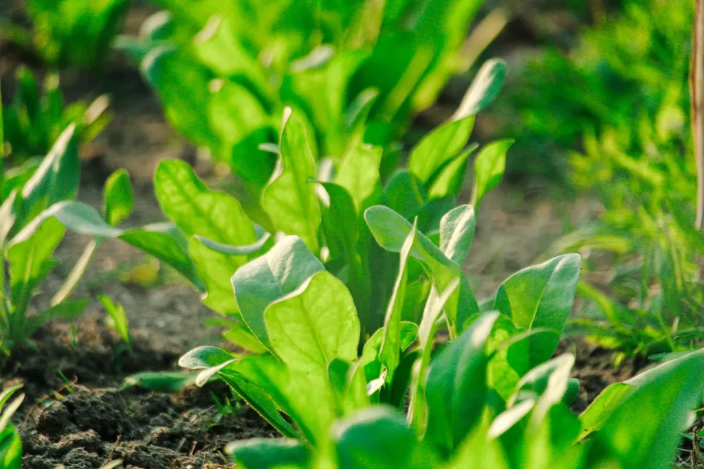 Arugula