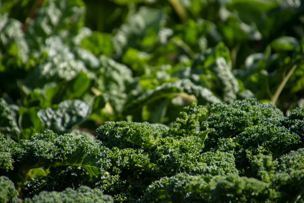 Baby Green Kale