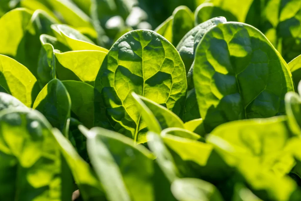 Baby Spinach