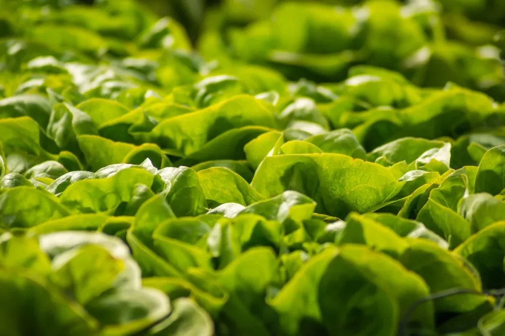 Baby Spinach