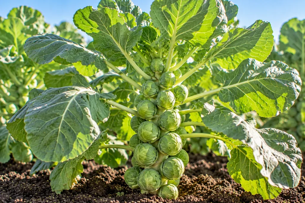 Brussels Sprout