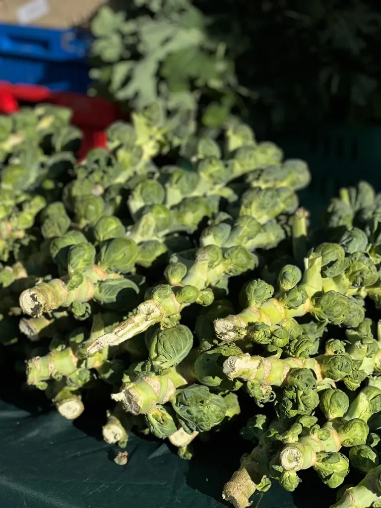 Brussels Sprout