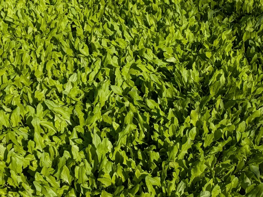 Chopped Arugula