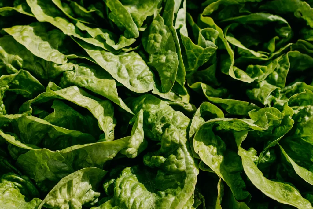 Chopped Spinach