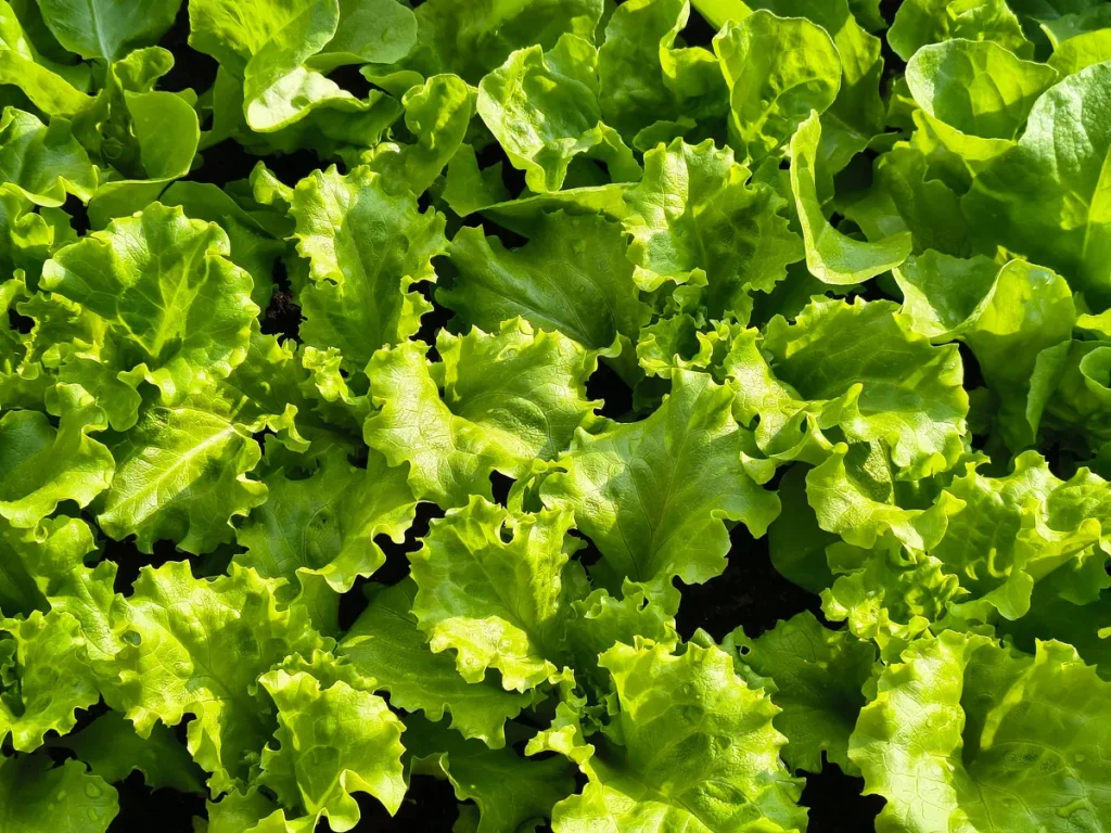 Green Leaf