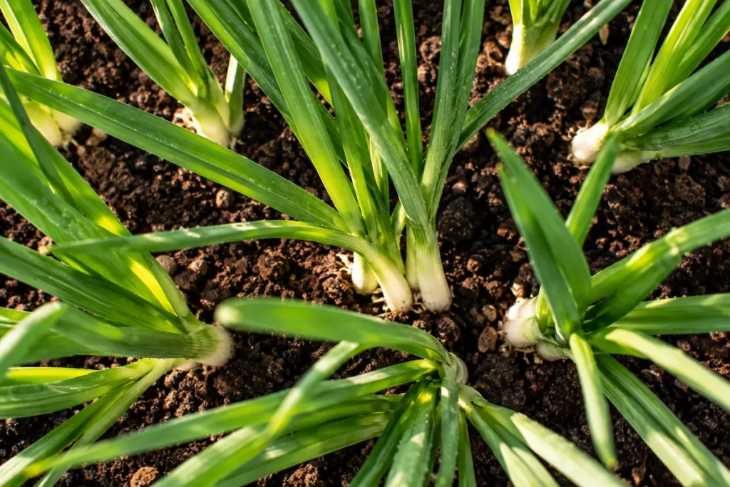 Green Onions