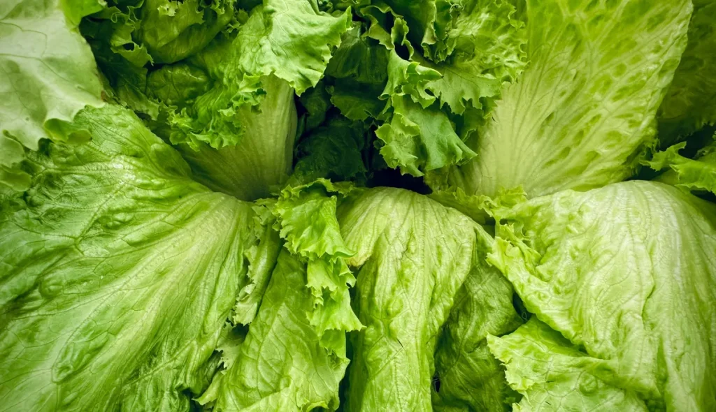 Iceberg Sep/Sep