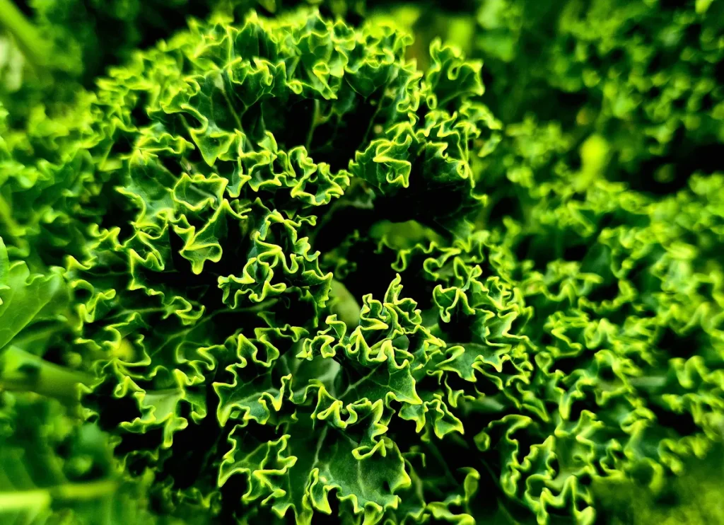 Org Baby Green Kale