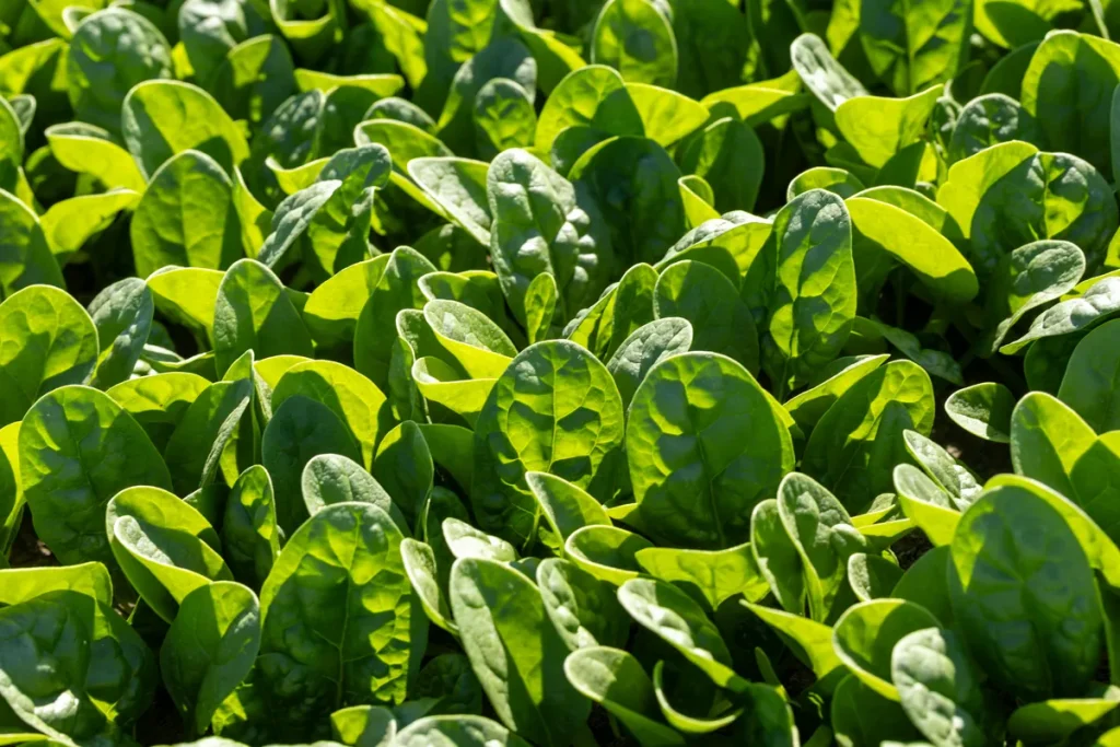 Org Baby Spinach