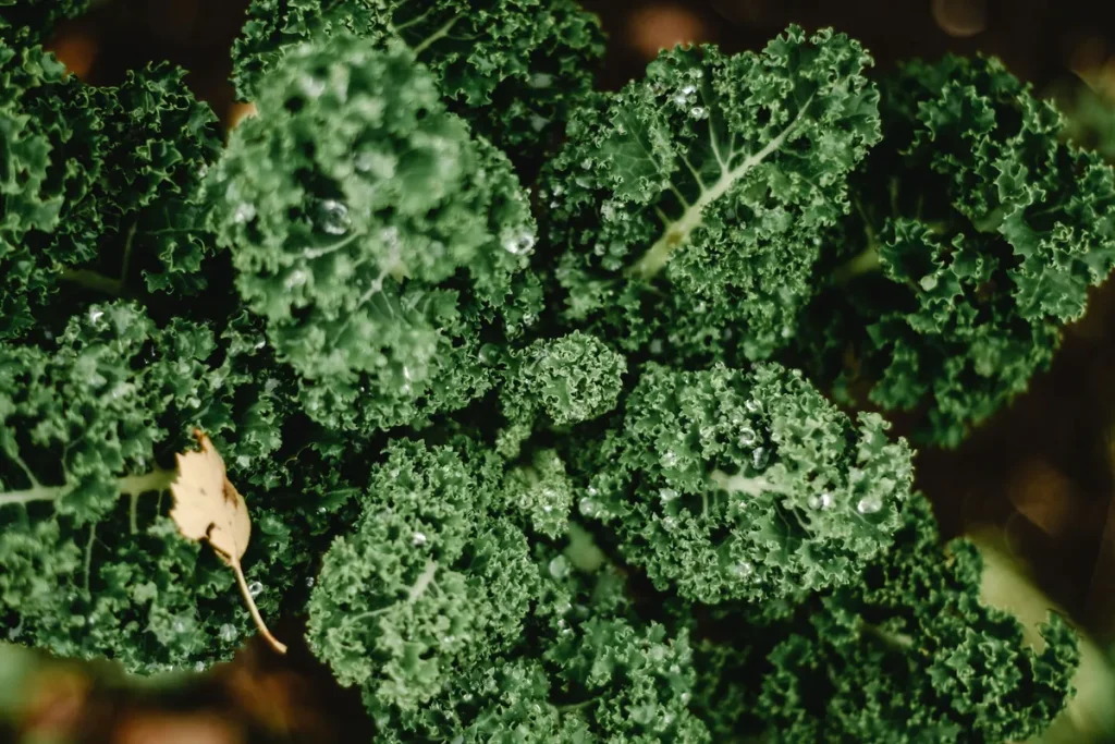 Org Kale