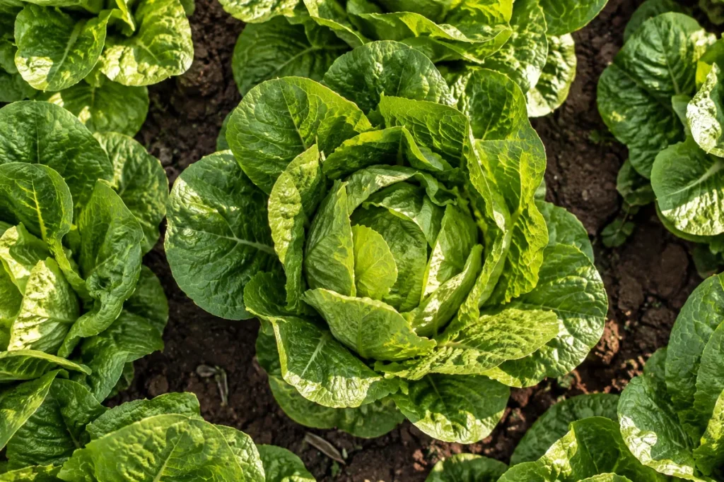 Romaine Chopped