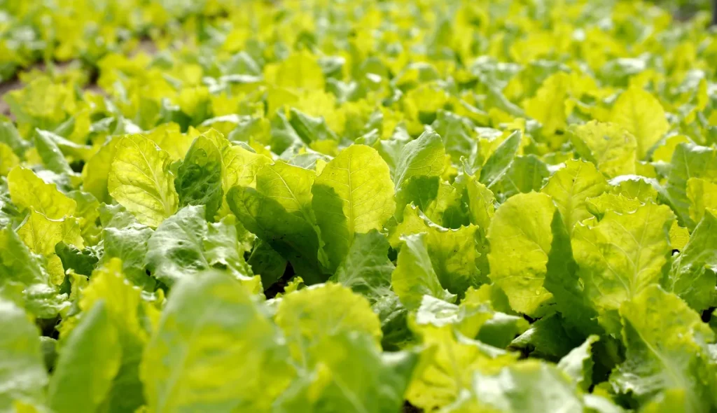 Romaine