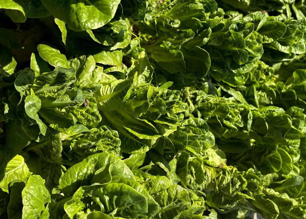 Romaine Heart