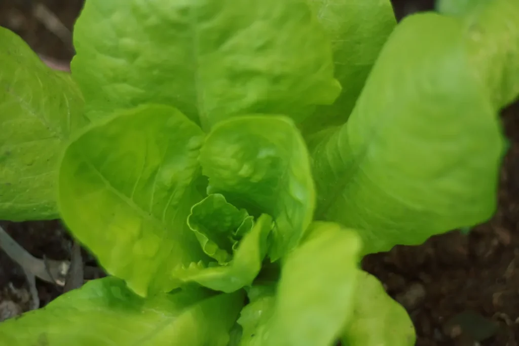 Romaine/Iceberg 50/50 Blend