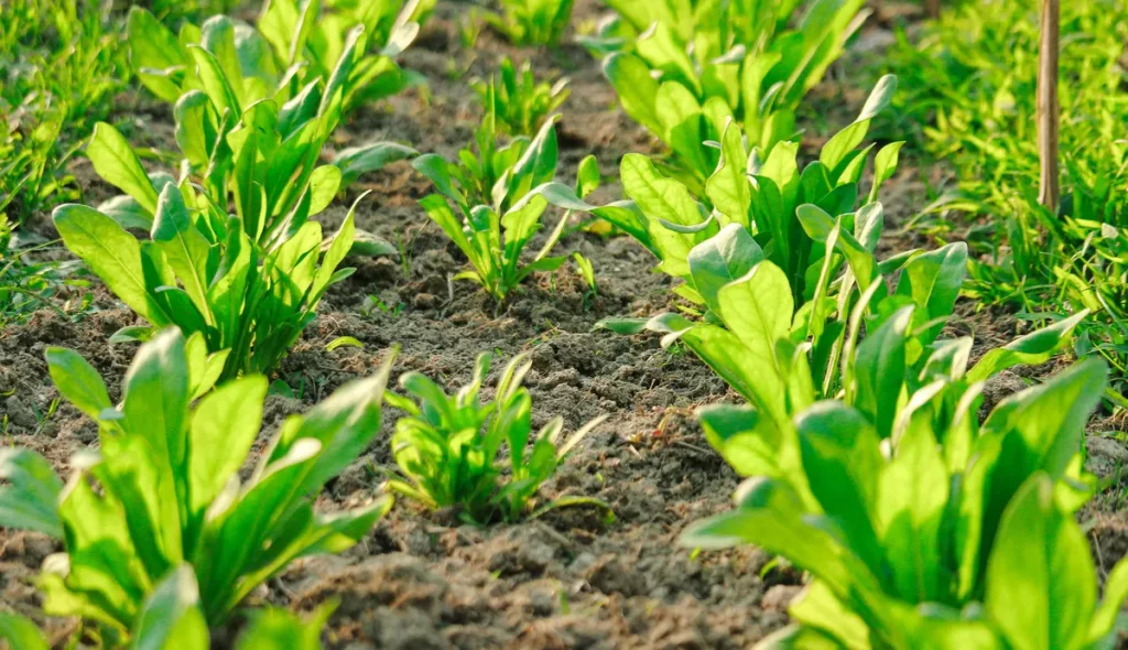 Teen Spinach